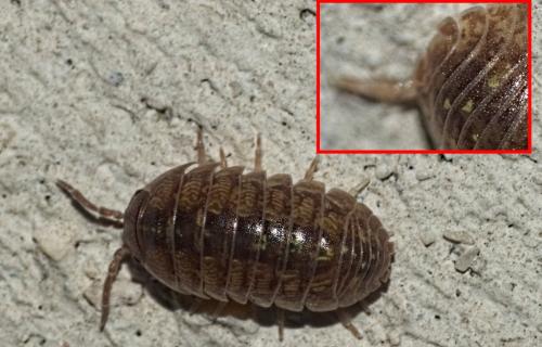 Armadillidium vulgare